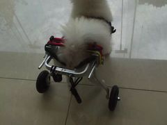 爱贝特动物医院-爱贝特动物医院·猫口炎专科