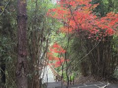 -铁山坪森林公园