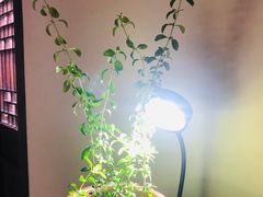 -月栖华明-云间草堂清茶馆(泗泾古镇店)