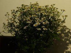 -铁炉咖啡(河下古镇店)