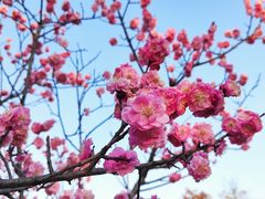 -苏州上方山国家森林公园