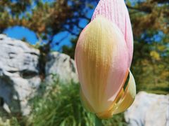 -莲花池公园