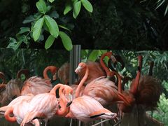 -深圳野生动物园