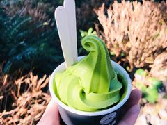 -雪绿茶博物馆