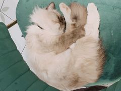 -喵喵咪呀布偶猫咖(春熙路店)