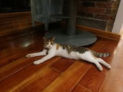 -猫的天空之城概念书店(景德镇陶溪川店)