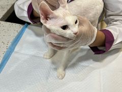-宠爱国际动物医院·消化内科·心肾内科·ISFM猫友好(望京店)