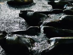 -成都市活水公园