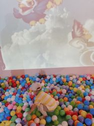 -恐龙探索乐园(磁器口店)