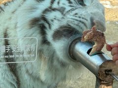 -西霞口神雕山野生动物世界