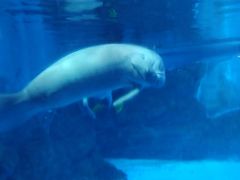 -烟台海昌鲸鲨海洋公园