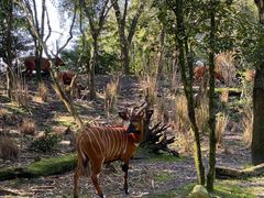 -奥兰多迪士尼动物王国乐园