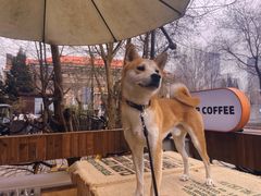 -叁秋咖啡 SANQIU COFFEE(天津河北路店)
