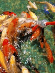 -酷嗒动物文化乐园(cutezoo西溪乐天城店)