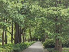 -上海滨江森林公园