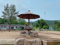 -大连森林动物园