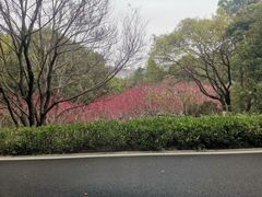 -八仙山公园