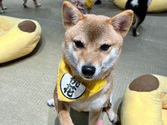 -逗柴咖啡屋·狗咖猫咖宠物桌游