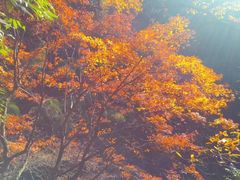 -藏龙百瀑风景区