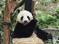 -广州长隆野生动物世界