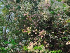 -深圳国际园林花卉博览园