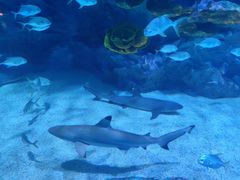 -海合安成都极地海洋公园