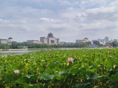 -莲花池公园