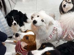 -汪说·狗咖·拼豆·宠物周边DIY(旺城大厦店)