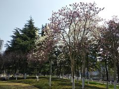 -后襄河公园