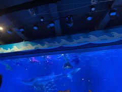 -烟台海昌鲸鲨海洋公园