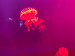 -福州罗源湾海洋世界旅游区