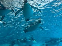 -珠海长隆海洋王国