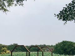 -大湾区中央湿地公园