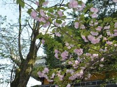 -龙华寺