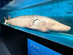 -国家自然博物馆