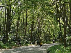 -上海滨江森林公园