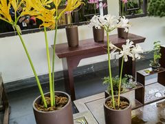 -杭州植物园
