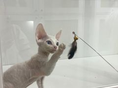 -青奢宠物·青奢猫舍