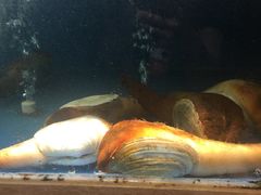 -韩记海鲜饺子旗舰店(红海新区店)