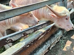 -海南热带野生动植物园