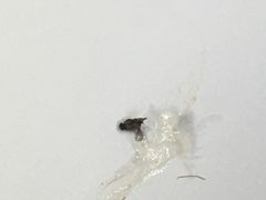-永和大王(花好园店)