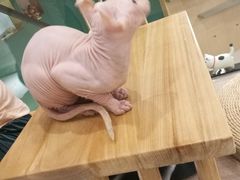 -飞行喵MR PILOT|猫舍·猫咖(静安大融城店)