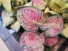 -二分八云雁阁•新晋菜大同味(长治路店)