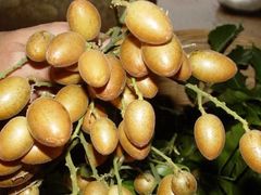 -从化深英荔枝黄皮龙眼采摘园