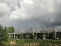 -马陆小张葡萄园农家乐