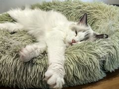 -有喵·猫咖·狗咖·30几只猫10只小狗(岗厦店)