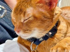 -MOCHA明星猫咖(田子坊店)