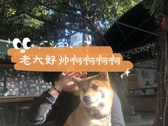 -柴犬高等学院·狗咖·柴犬售卖·宠物训练