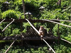 -西双版纳原始森林公园