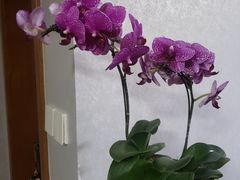 -双季花艺园艺市场(浦东店)